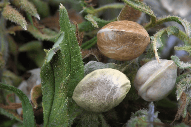 best cannabis seeds beginners - featured image