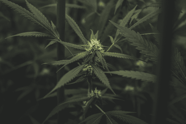 amnesia haze