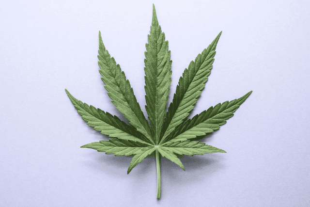 cannabis leaf on grayish blue background