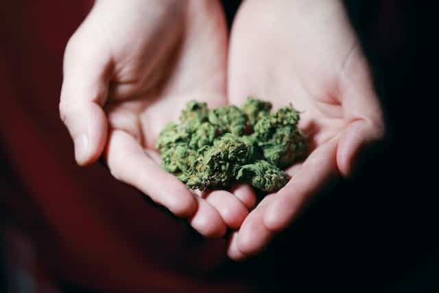 weed on a pair of hands - featured image