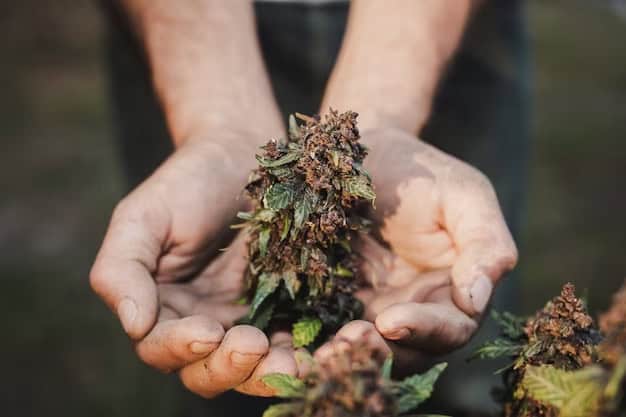 person holding cannabis - featured image
