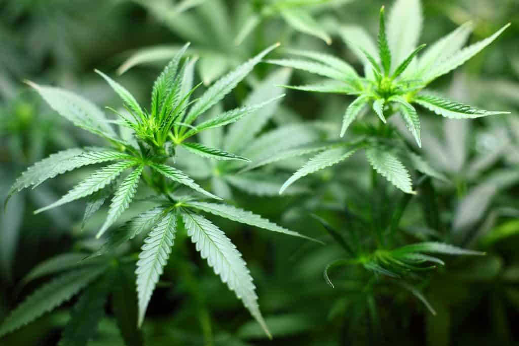 Cannabis seedling - featured image
