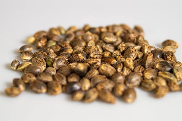 hemp seeds