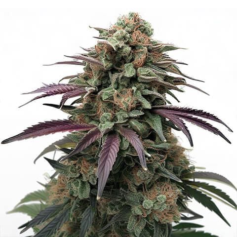 apple fritter buds