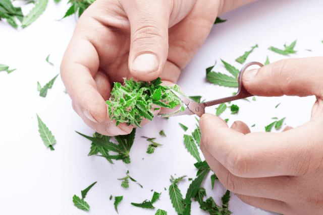 autoflower seeds - featured image