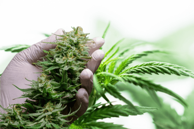 best sativa seeds - featured image