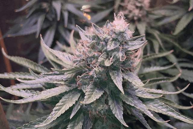 bruce banner #3