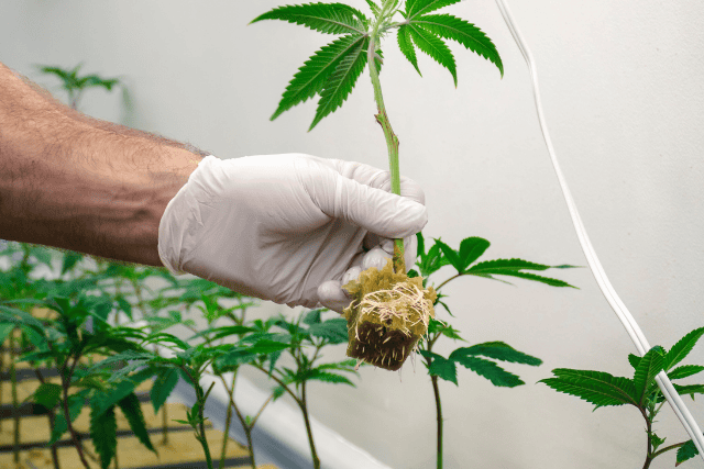growing weed indoors - featured image