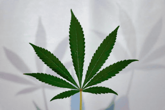 marijuana leaf - featured image