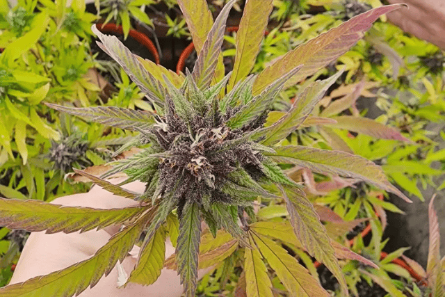 purple haze