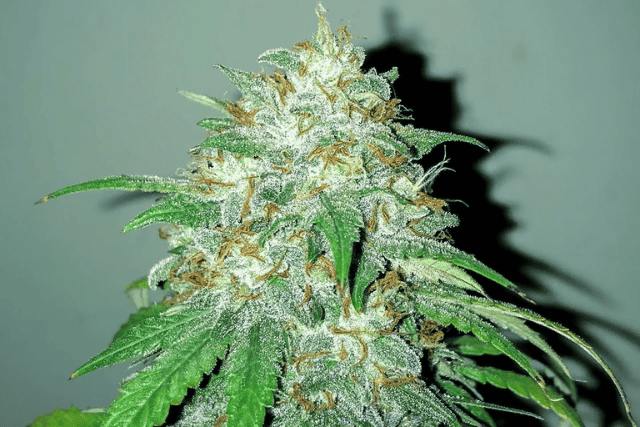 purple thai