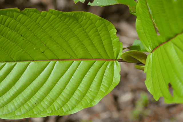 red kratom - featured image