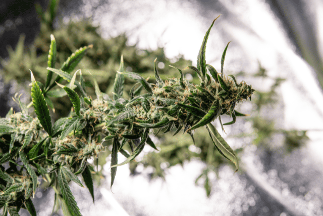 sativa strain - featured image