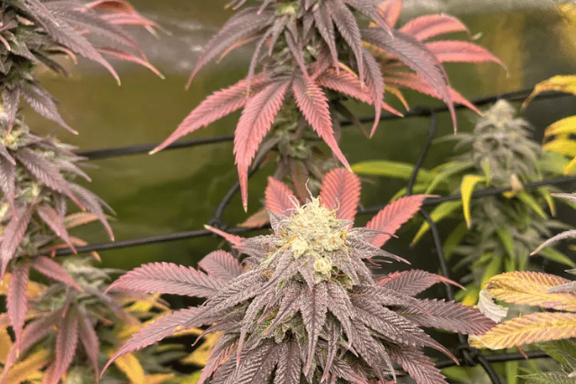 strawberry cough