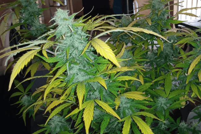 super lemon haze