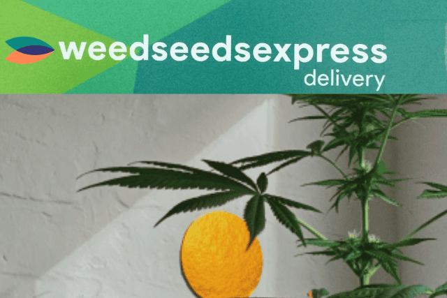 weedseedsexpress review - featured image