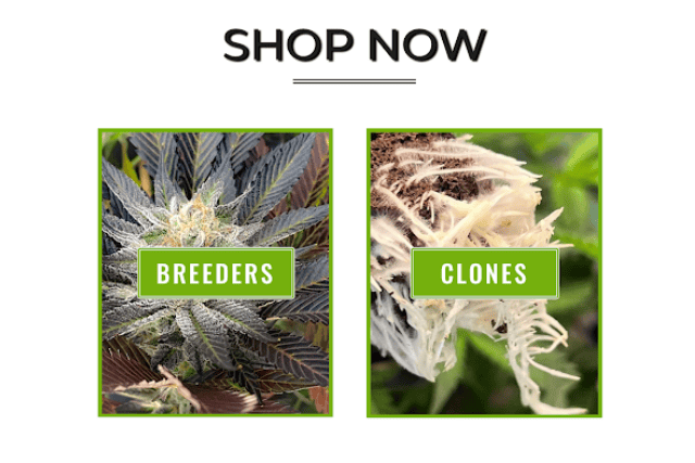 shop now gsrh