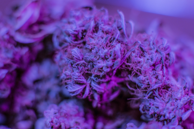THCa flower - featured image