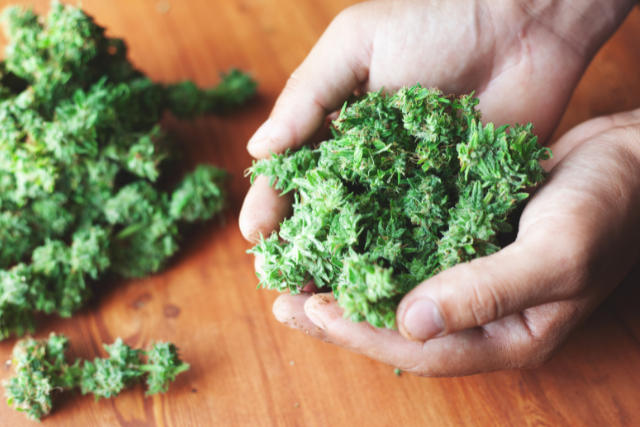 bunch of cannabis