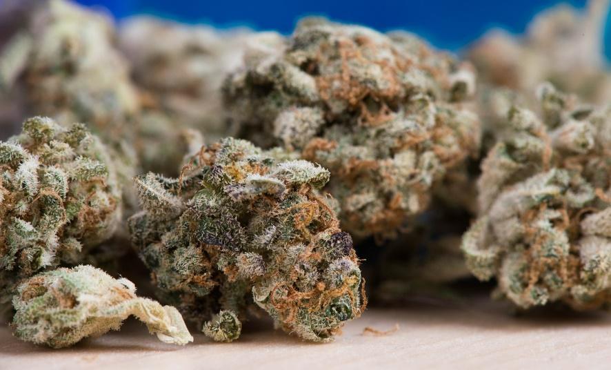 THCa flower