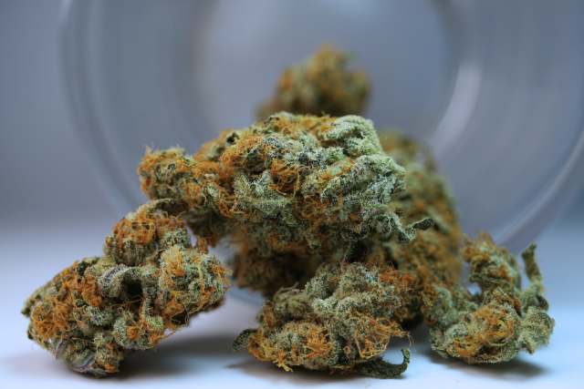lost creek strain