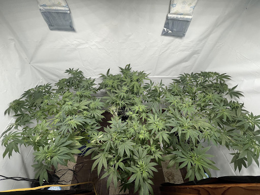blue dream