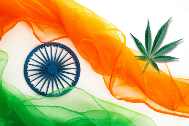 buy marijuana seeds in India - featured image