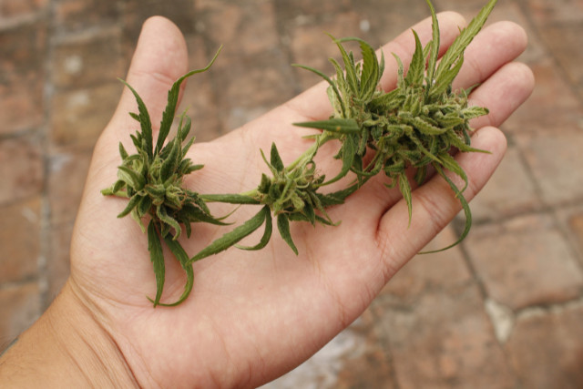 good weed - featured image