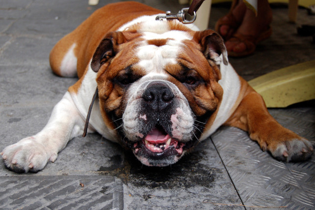 dog drooling badly - featured image