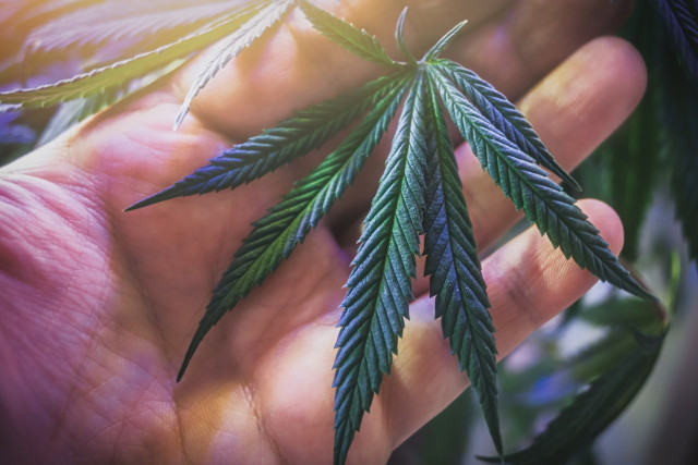 hand holding cannabis leaf 
