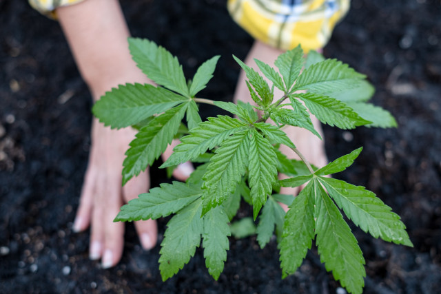 indica plant
