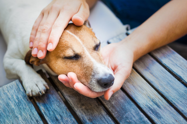 owner petting his sick dog