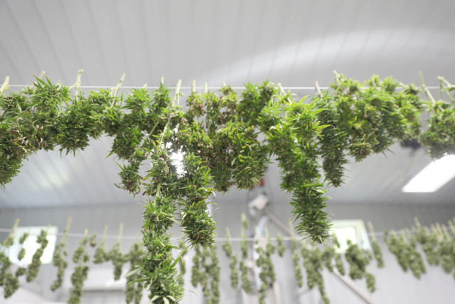 pre-drying weed