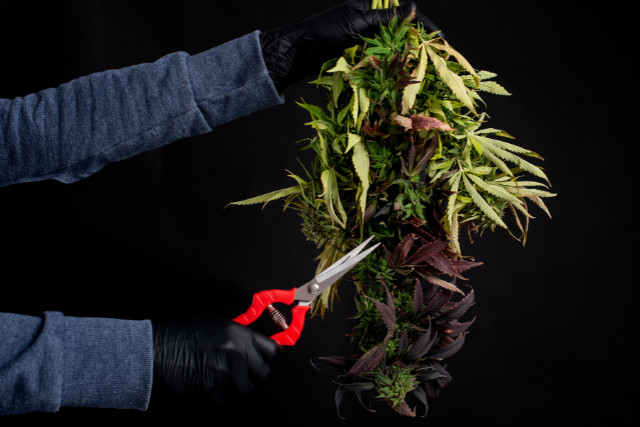 trimming harvested cannabis