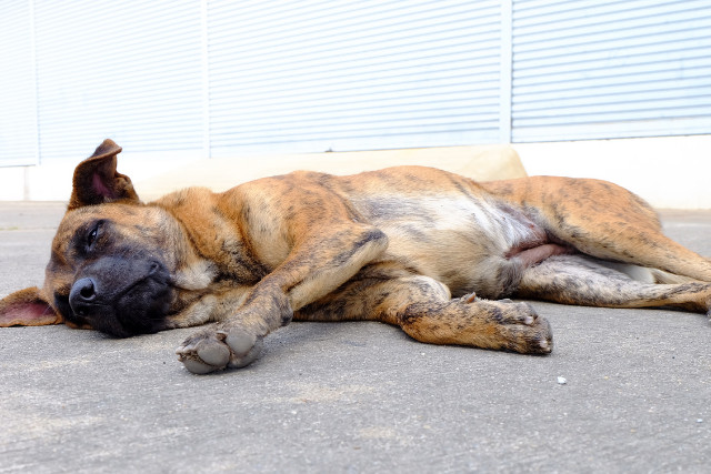 very sick dog