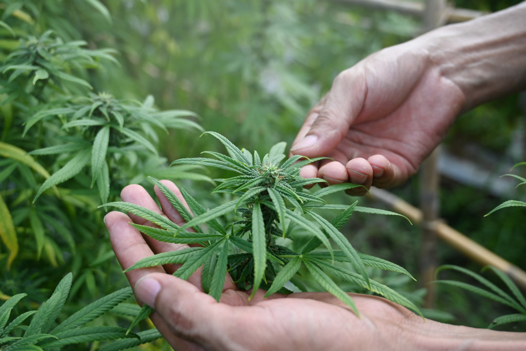 a farmer checking grown weed pistils - featured image