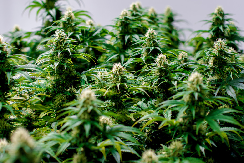 weed pistils