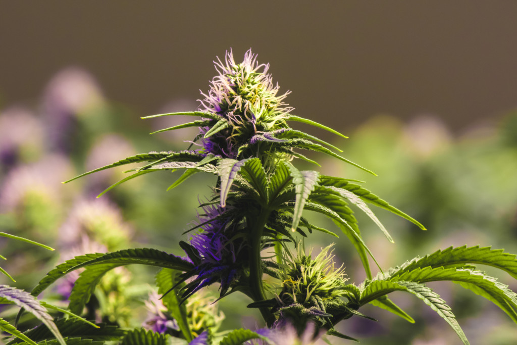 weed pistils on a blurry background