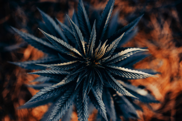 cannabis mother plant - featured image
