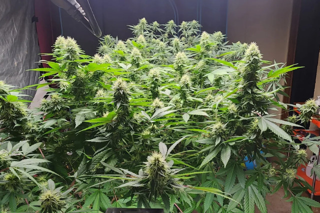 full grown mother plants