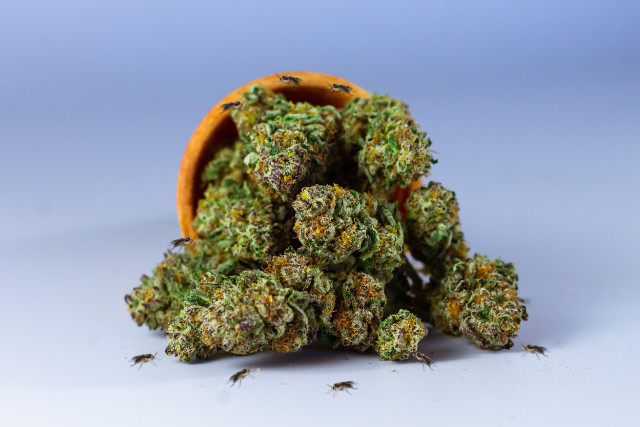 gnats on weed - featured image