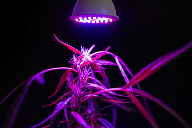 grow lights on cannabis saplings - featured image