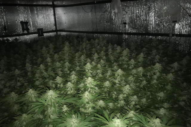 grow room setup