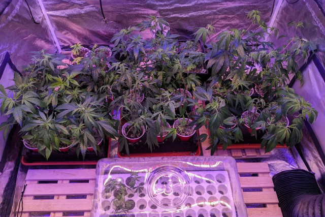 mother plants and clones