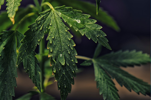 water droplets on cannabis leaves