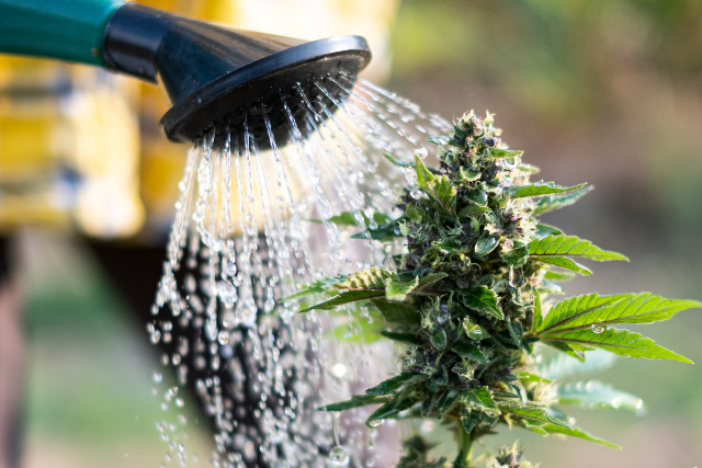 watering cannabis - featured image