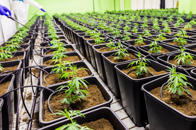watering cannabis indoors