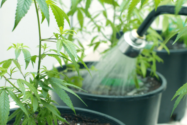 watering indoor cannabis