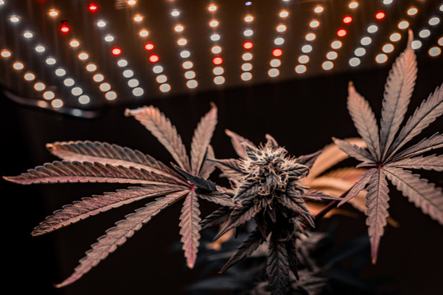 weed cultivation under grow lights