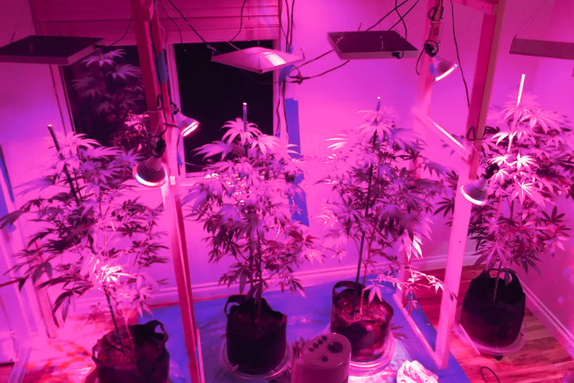 weed under LED grow lights - featured image
